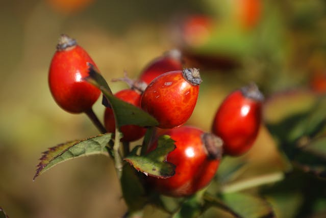 Syrop z dzikiej róży – naturalne wsparcie organizmu w codziennej diecie